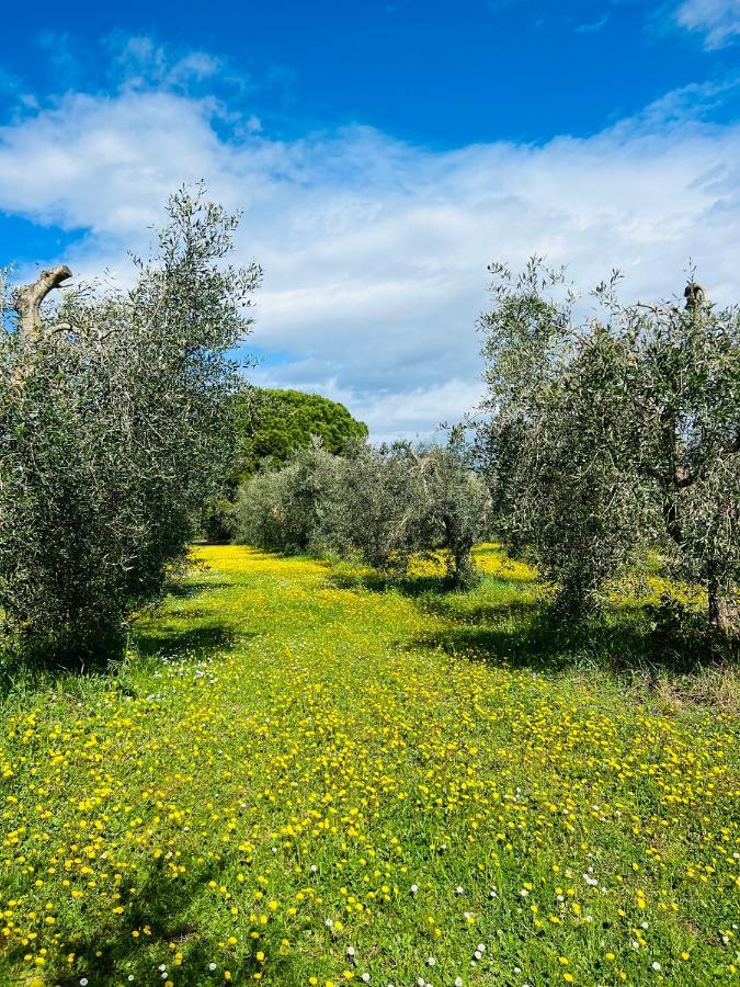 B&B Valle D'Oro Ansedónia Exteriör bild